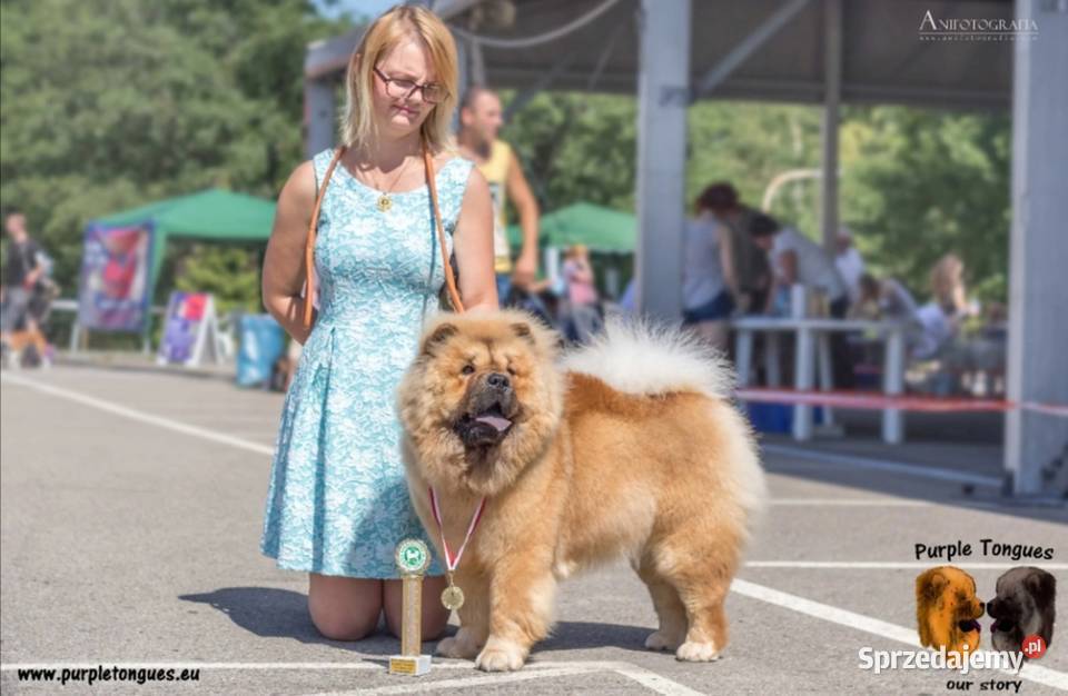 Chow Chow z rodowodem ZKwP oddział Bielsko Biała Łęki