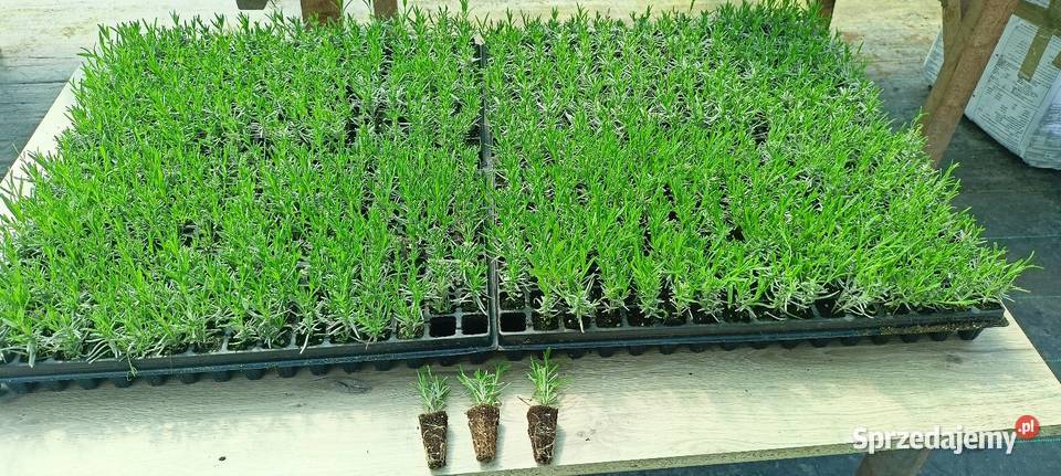 Sadzonki lawendy hidcote hurt Śliwice