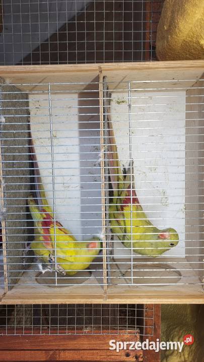 Sprzedam papugi rozelle królewskie górskie Nowy Sącz