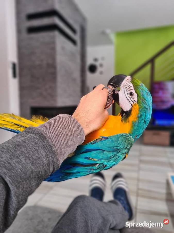 Ara Ararauna samiczkazamiana na auto Ptaki