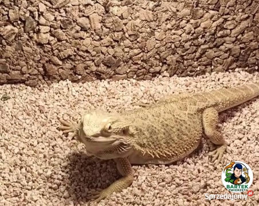 Agama brodata samica 3 letnia