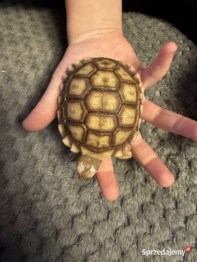 Sulcata żółw pustynny 2025r małopolskie Kraków