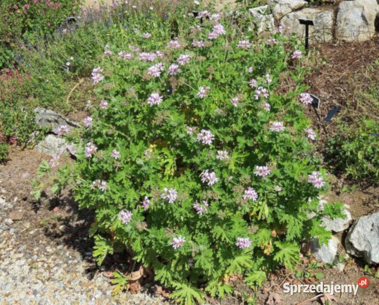 GERANIUM ANGINKA sadzonki w doniczkach kujawsko-pomorskie Ustronie