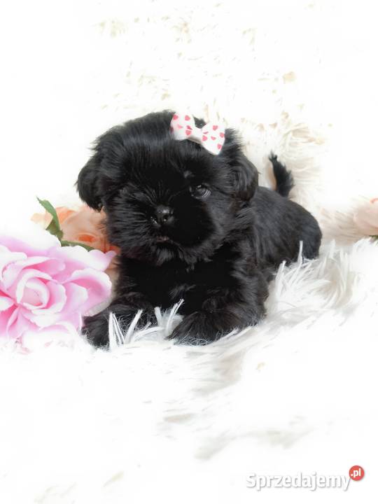 Gotowa do odbioru śliczna suczka rasy ShihTzu Namysłów