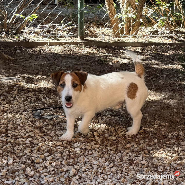 Piesek Jack Russell Terrier FCI ZKwPWrocław dolnośląskie Wrocław