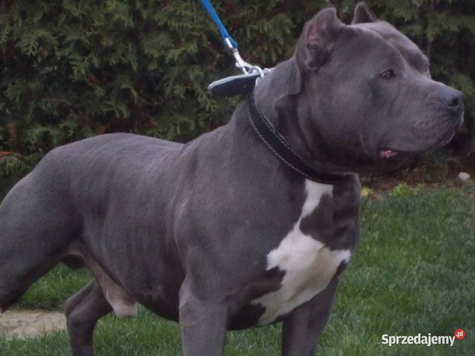 Mocne Amstaffy Błękitne Płock sprzedam