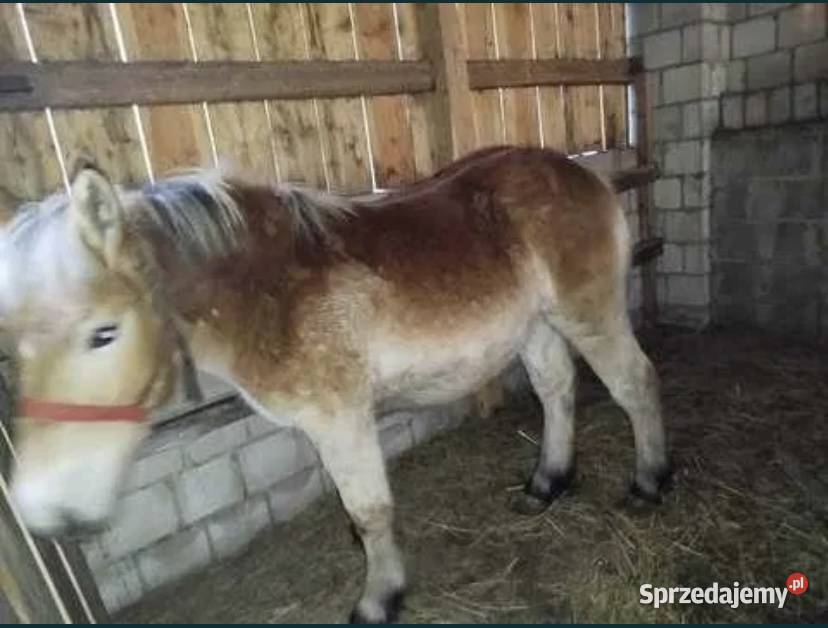 Sprzedam młodą klacz i ogierka mazowieckie Klwów