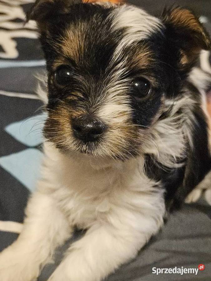 Biewer Yorkshire Terrier suczka York Somonino