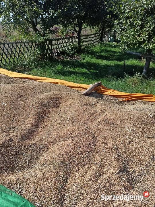 Proso Gierczyckie świętokrzyskie Mirzec