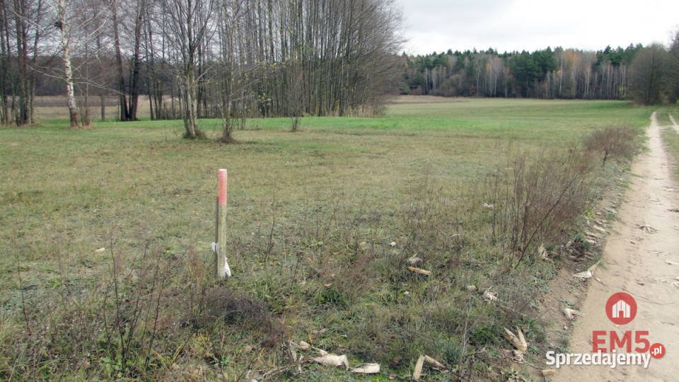 Grunt Tołcze 1000m2 prąd Sprzedaż Sprzedaż
