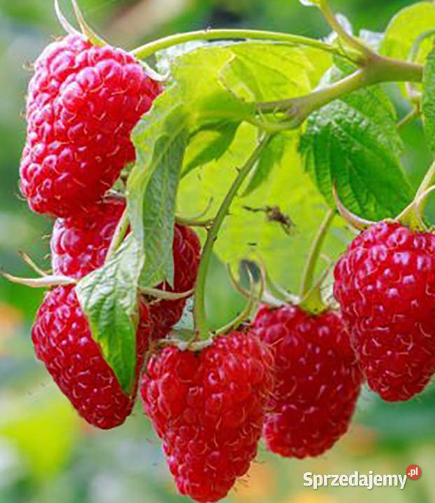 Maliny czerwone żółte sadzonki zaowocują w tym Borówno sprzedam