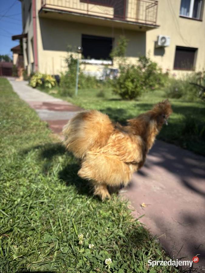 Ruda kurka silka Czermin sprzedam