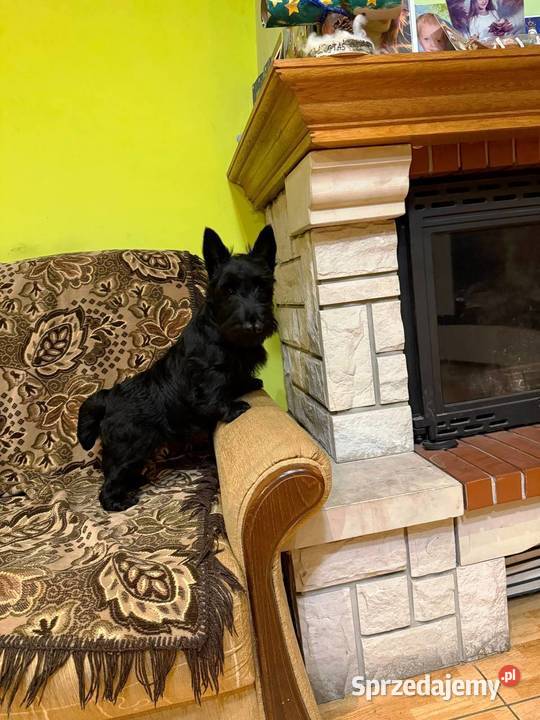 Terrier Szkocki rasowa suczka 4mce rodziny ZKwP Psy mazowieckie