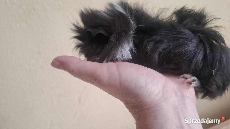 Swinki morskie samce Mikołów