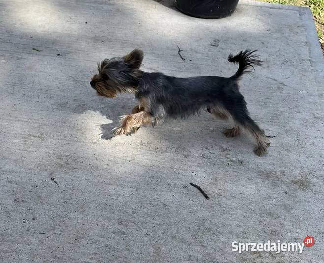 yorkshire terrier piesek 9msc York Psy Skalbmierz