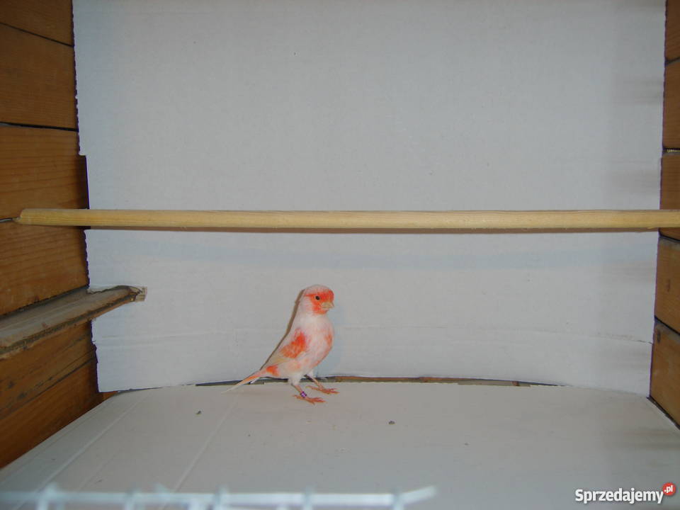 Kanarki czerwonemozaika Pozostałe małopolskie