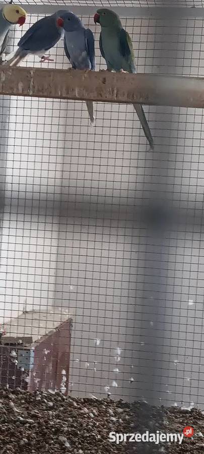 Aleksandretty obrożne samica lęgowa fiolet głowa ogon i samce 2025r