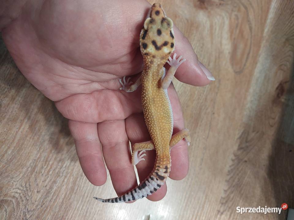 Gekony lamparcie Reda