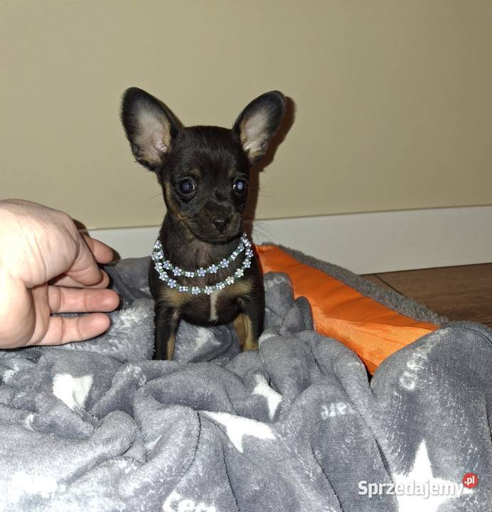 Sunia lola pinczer miniaturowy Jasło