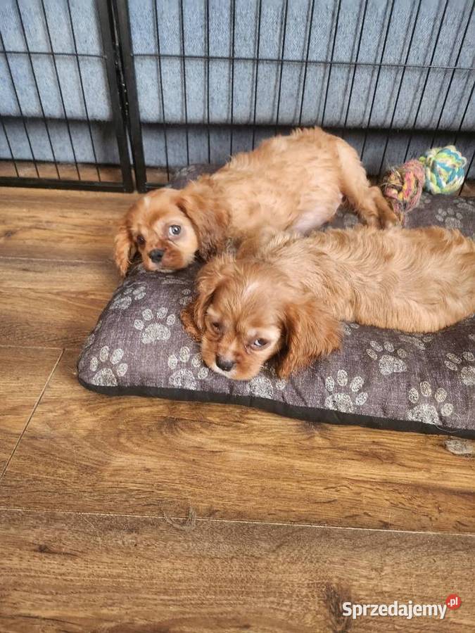 Cavalier king chals spaniel Zwierzęta Wolica sprzedam