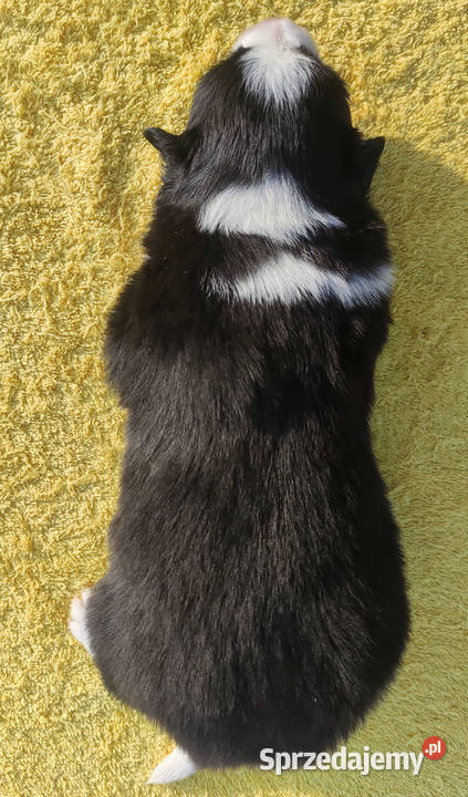Rasowy sczeniak Border Collie klasycznej maści z podkarpackie