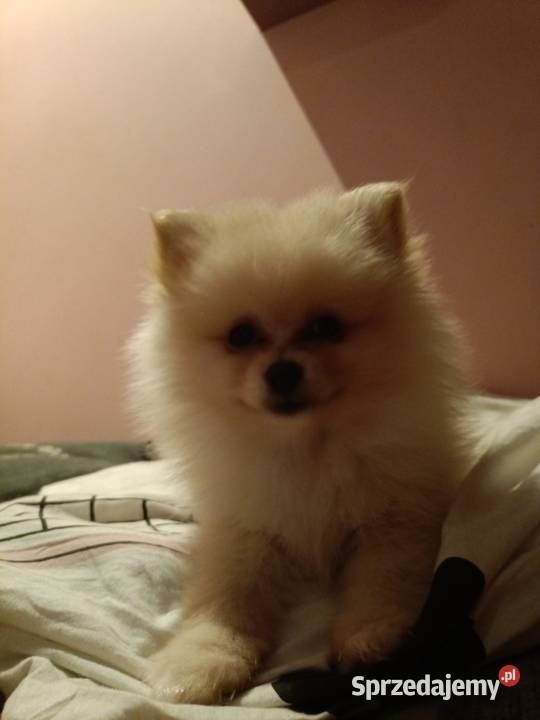 Szpice szukają domu Szczecin