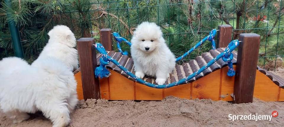 Samoyed piesek odbiór na Święta Bożego Pozostałe Izabelin B