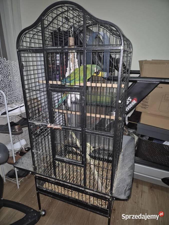 Papuga Ara Maracana Prusice