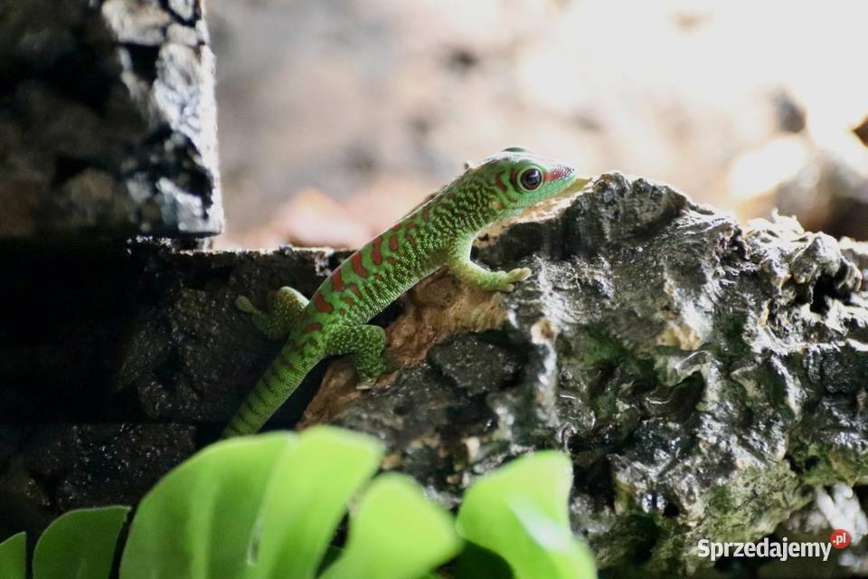 Felesumy Madagaskarskie Gady i płazy Radom