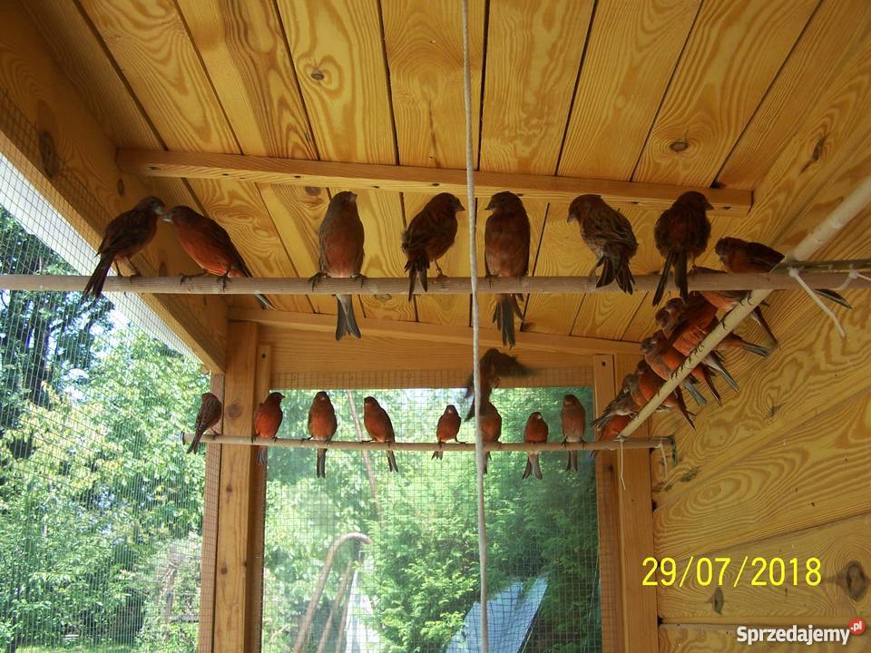 Sprzedam kanarki czerwonoczarne Ptaki Orzesze