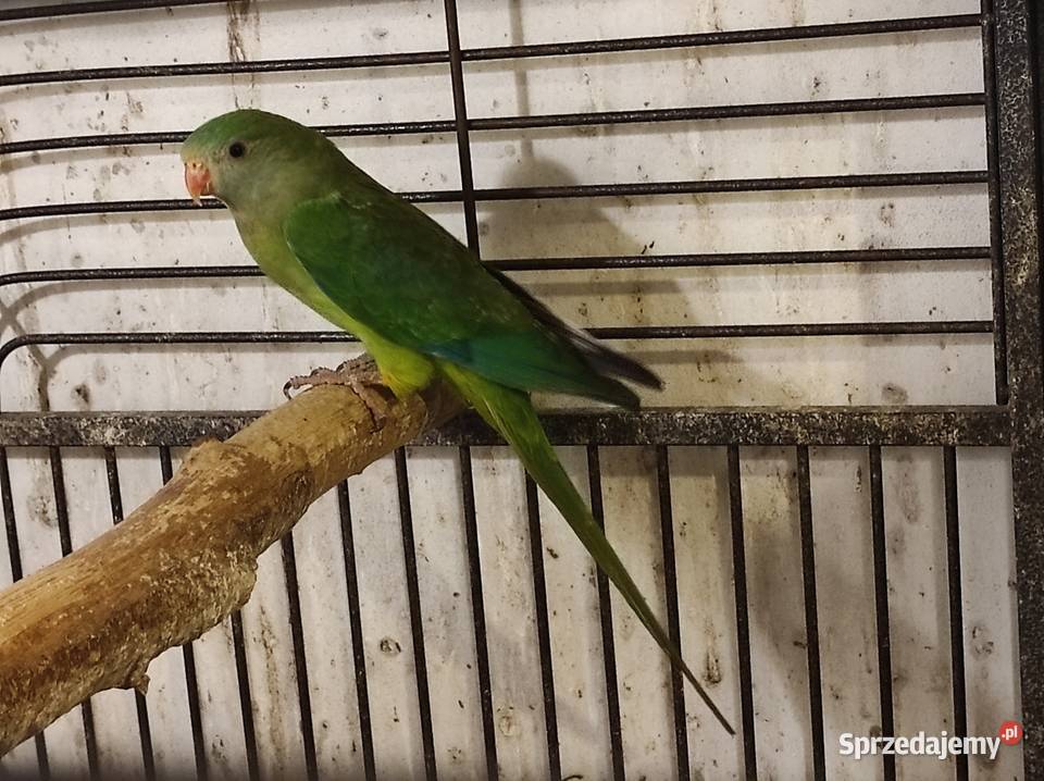 Papugi barabandy Rębków