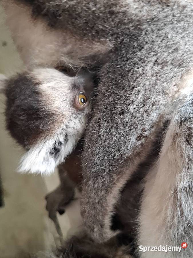 Lemur catta wielkopolskie Rąbiń