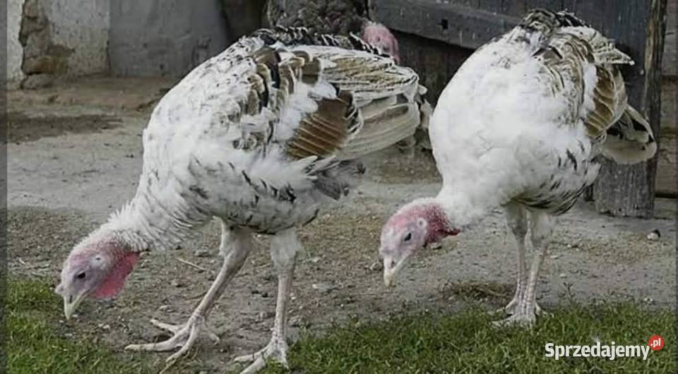 Sprzedam indyki z czerwca 2025 roku zachodniopomorskie Grzybnica sprzedam