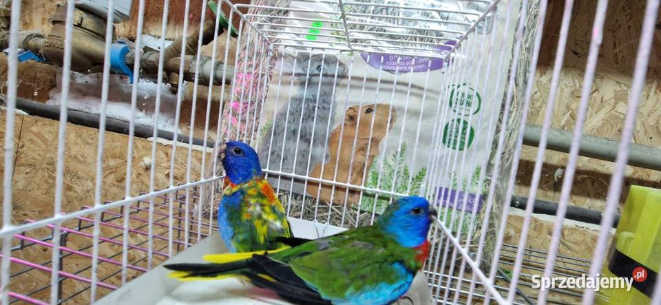 Łąkówki Wspaniałe samce Bujaków