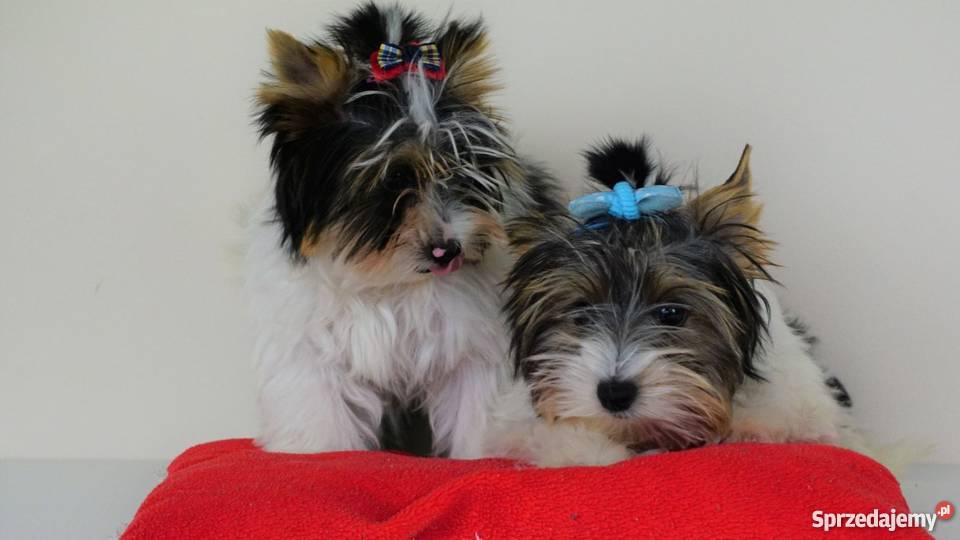 Biewer Yorkshire Terrier z metrykami ZKwP FCI Poddębice