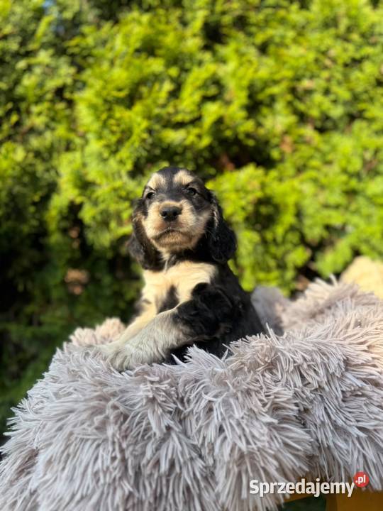 Cocker spaniel angielski Piesek Rodowód Kielce sprzedam