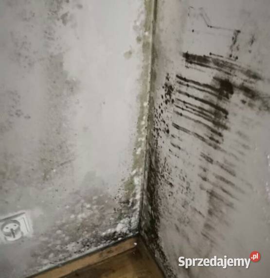 Odgrzybianie wnętrz odgrzybianie łazienki wielkopolskie Gniezno
