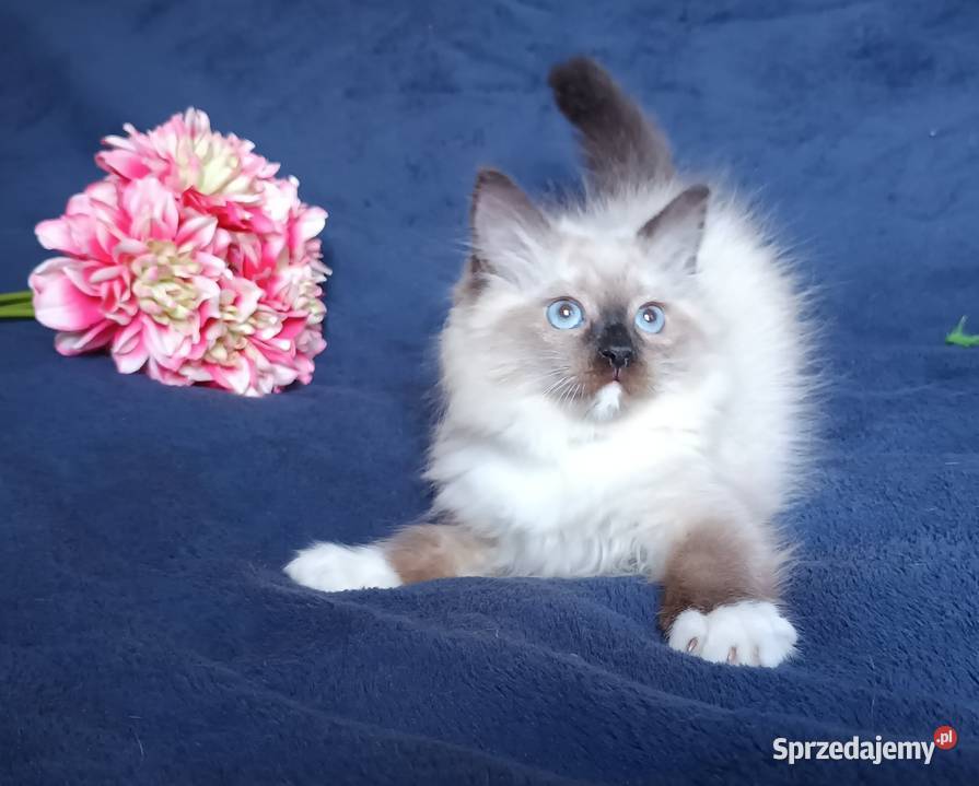 Koty Syberyjskie Neva Masquerade LUKRECJA Kwilcz