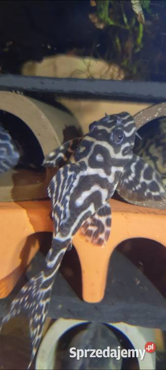 Hypancistrus l236 zbrojnik glonojad