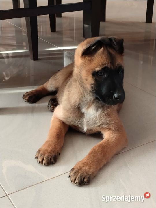 Owczarek belgijski Malinois
