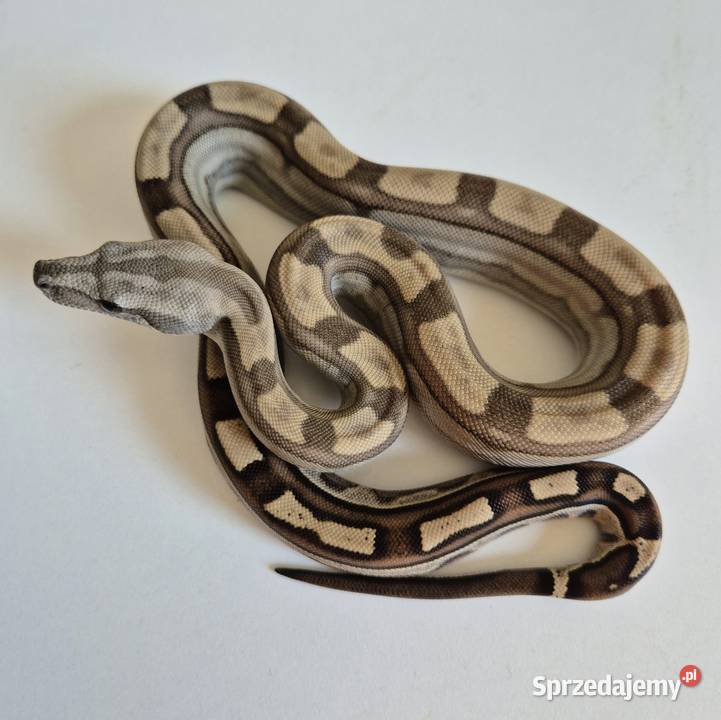 6 boa cesarski cb25 samica Chrzanów sprzedam