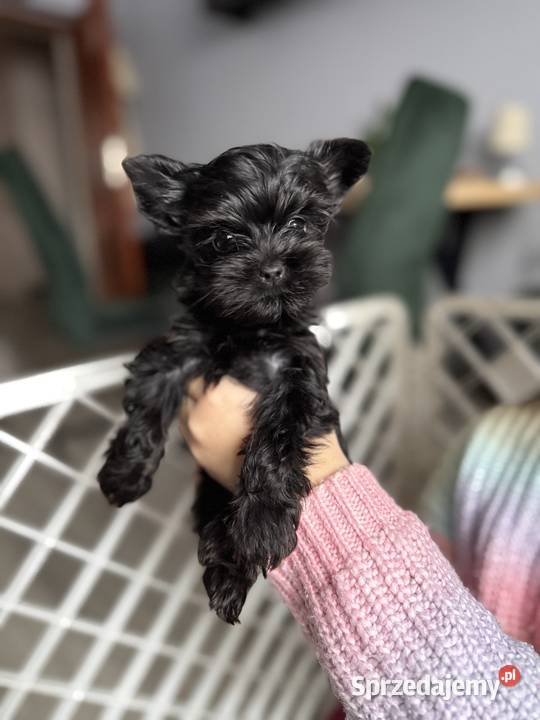 Yorkshire terrier suczka czarna śląskie Katowice