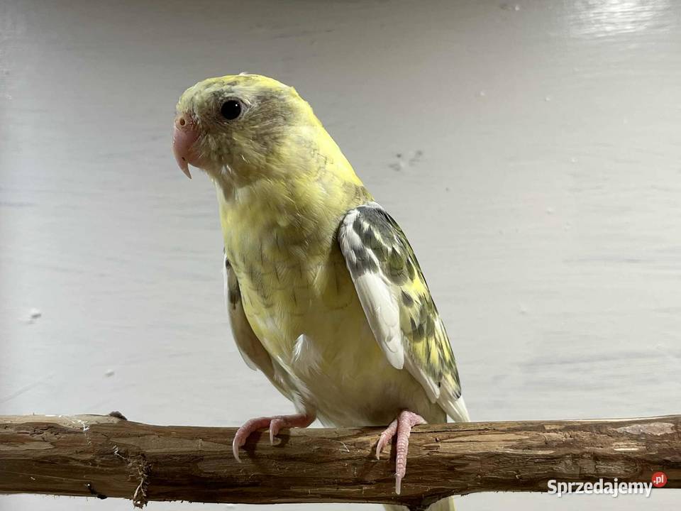 Nimfy 2025 małopolskie Łopoń