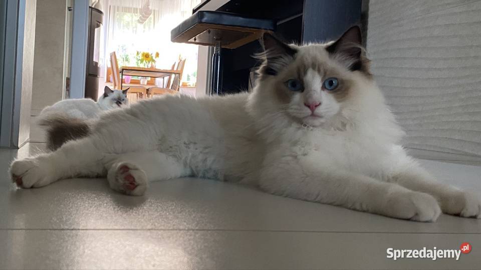 Kocurek Ragdoll gotowy do przeprowadzki 6 Tychy
