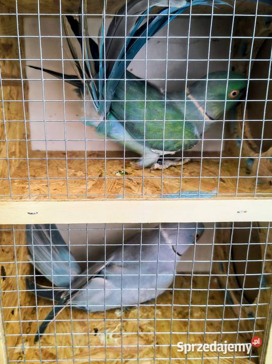 Papugi różne Jaworowa