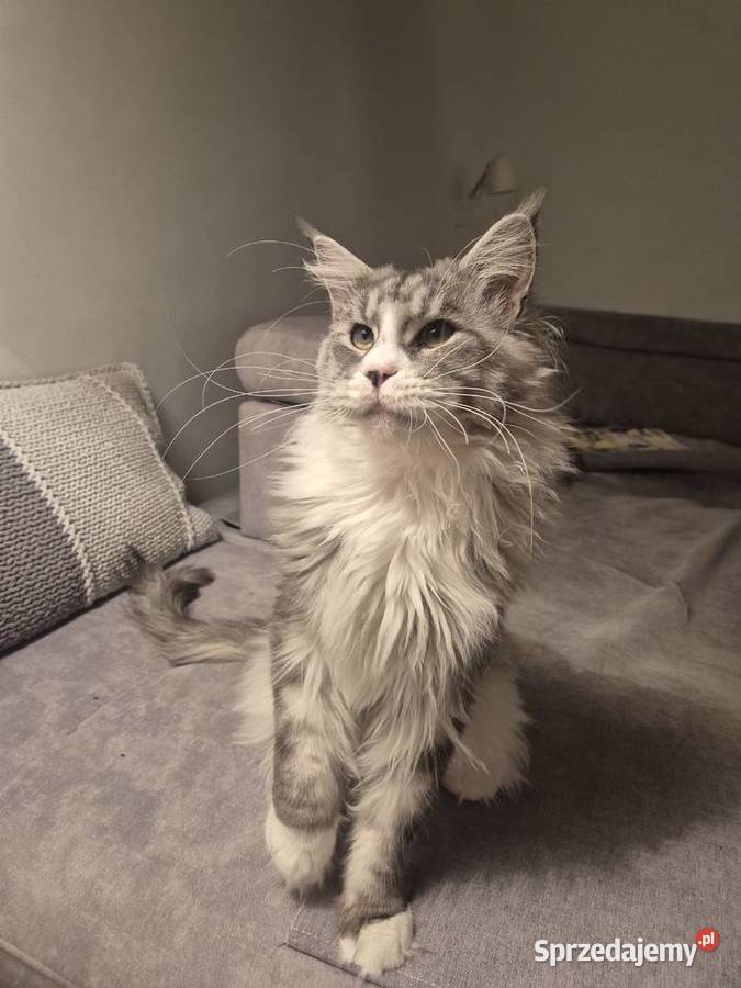 Maine coon kocurek kujawsko-pomorskie Mała Nieszawka