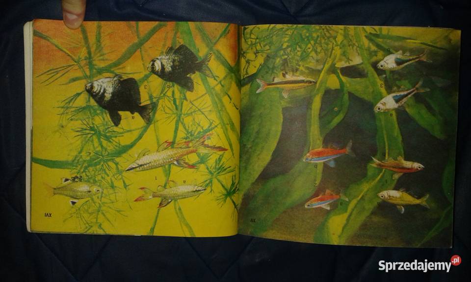 Akwarium i jego mieszkańcy Mirosław Huszcz Rok wydania 1985 Chełm