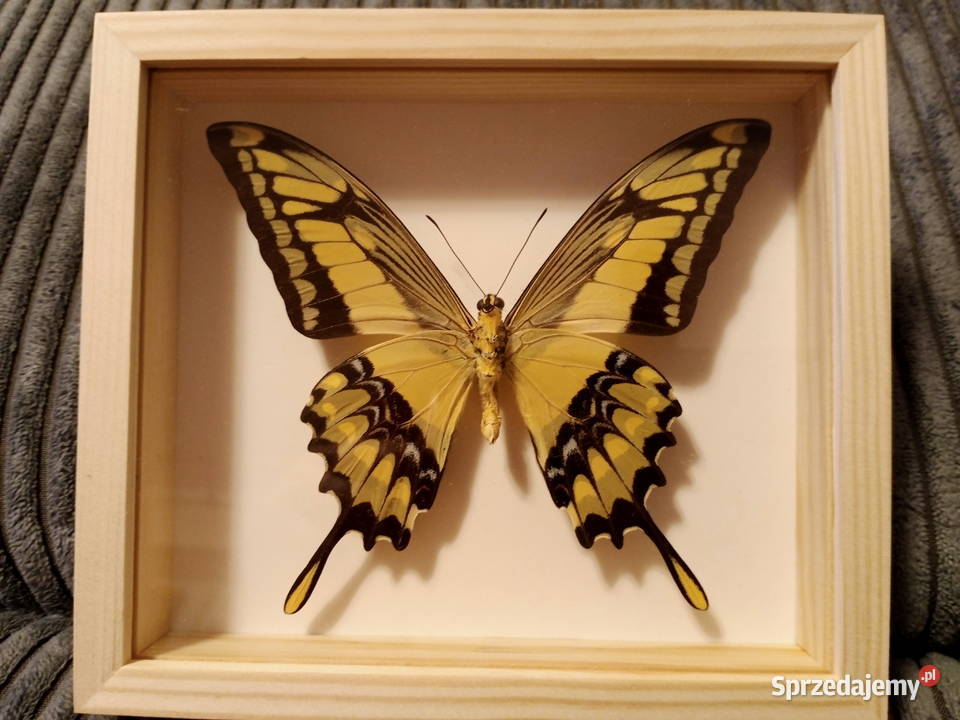Motyl w ramce Papilio rumiko Meksyk zachodniopomorskie Szczecin