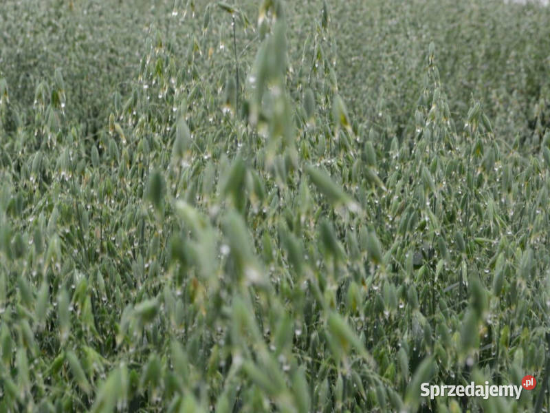 Owies jary Poker kwalifikowany C1 Koronowo sprzedam