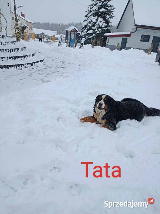 Berneński Pies pasterski szczeniaki Berneński Pies Pasterski Jasło sprzedam